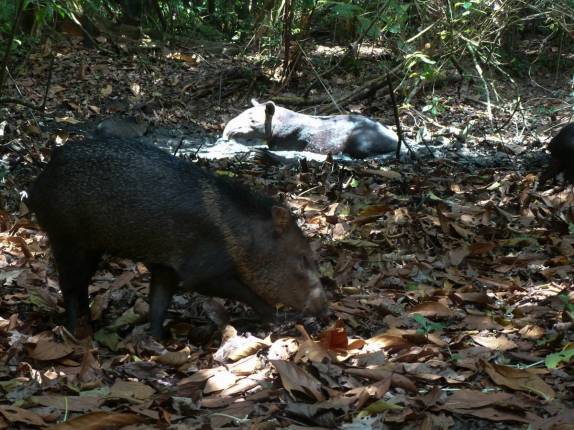 Catitu e anta dividem o mesmo espaço no Parque Nacional Corcovado, na Península de Osa, no sul da Costa Rica